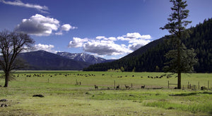 Meet Our Source: Buy Ranch Direct