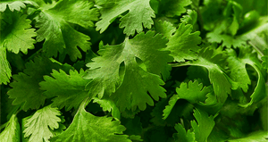 Cilantro
