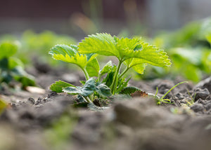 Healthy Soil and Your Gut: Regenerative Farming Effects Gut Flora