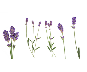 Lavender stems with vibrant purple flowers & green leaves arranged on a white background