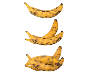 Plantains for bone broth shake displayed as ripe yellow fruits with dark spots arranged in various positions on a white background