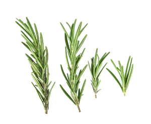 Rosemary for bone broth displayed as fresh green sprigs with needle-like leaves on a white background