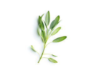 Sage for bone broth displayed as a fresh sprig of soft green leaves on a white background