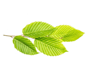 Slippery elm for bone broth shake displayed as fresh green leaves with serrated edges on a white background