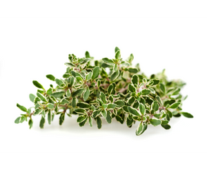 Thyme for bone broth displayed as a fresh sprig of green & white variegated thyme leaves on a white background
