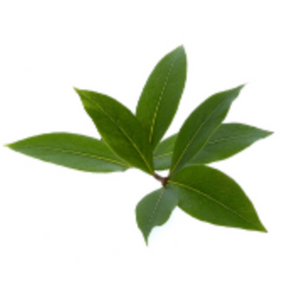 Bay leaf for bone broth displayed as a cluster of fresh green leaves on a white background