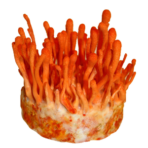 Cordyceps for bone broth displayed as vibrant orange mushroom clusters with elongated stems on a white background