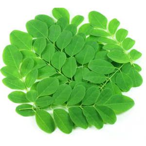 Moringa as a bone broth ingredient displayed as a cluster of fresh green leaves on a white background