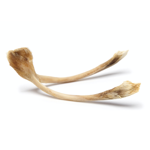 Bone for bone broth, showcasing two natural, organic bones with clean, dry surfaces on a white background